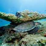 Vacances balnéaires aux Maldives : profiter d'un séjour de plongée