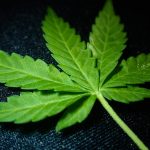 CBD