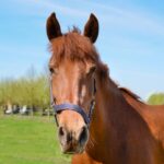 chevaux