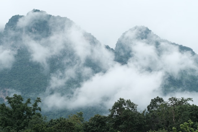 forêts tropicales