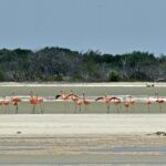 flamants roses au Mexique