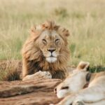 Afrique du Sud