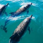 Communication des dauphins