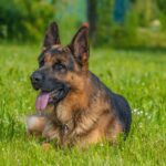 Les chiens de berger