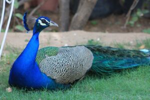 Les animaux colorés