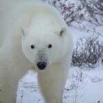 Les animaux du nord
